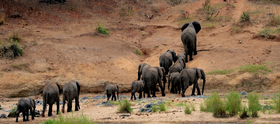 Tanzania Safari 