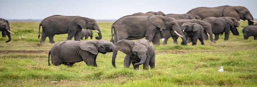 5 days Kenya Maasai mara group joining judget tours packages cost-Kenya Natural Tours,masai mara itinerary operators