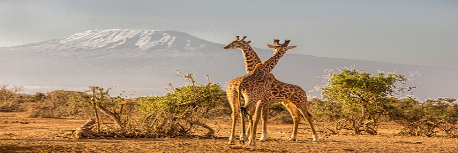 4 days Kenya Maasai mara group joining judget tours packages cost,masai mara itinerary operators