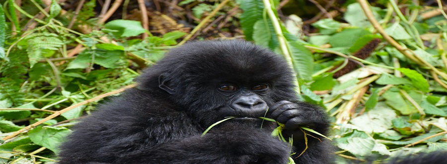 Discover Our Best 4 Days Rwanda Safari 2024 / 2025