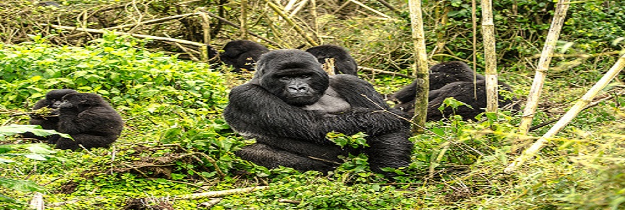 Best Rwanda Safari