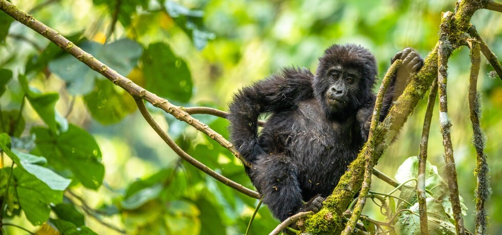 Best Gorilla Trekking Safari Uganda 2025-2026: Everything You Need to Know!