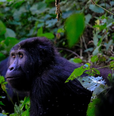 Gorilla Trekking Safari in Rwanda 2024-2025 : Everything You Need to Know