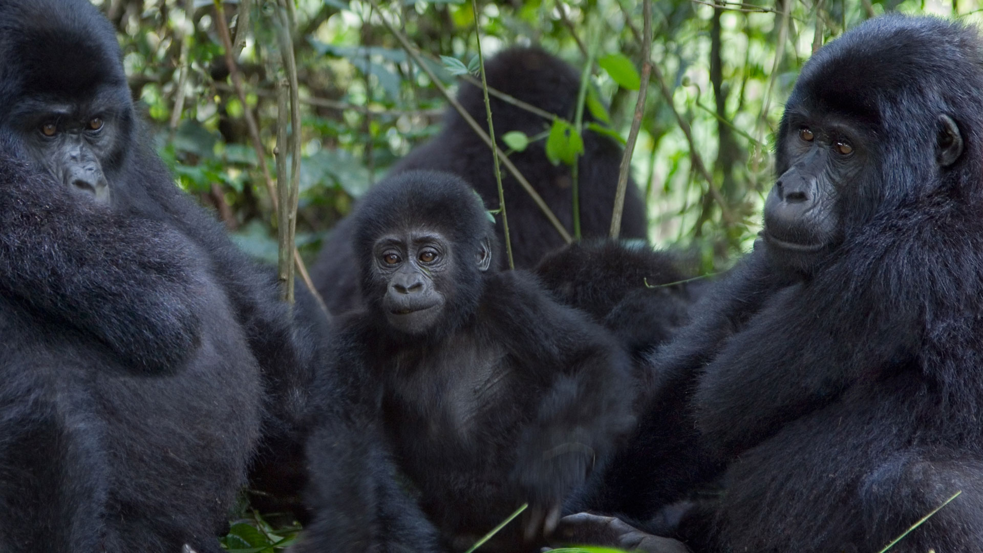 Gorilla Trekking Packages in Uganda 2024-2025: Everything You Need to Know! 