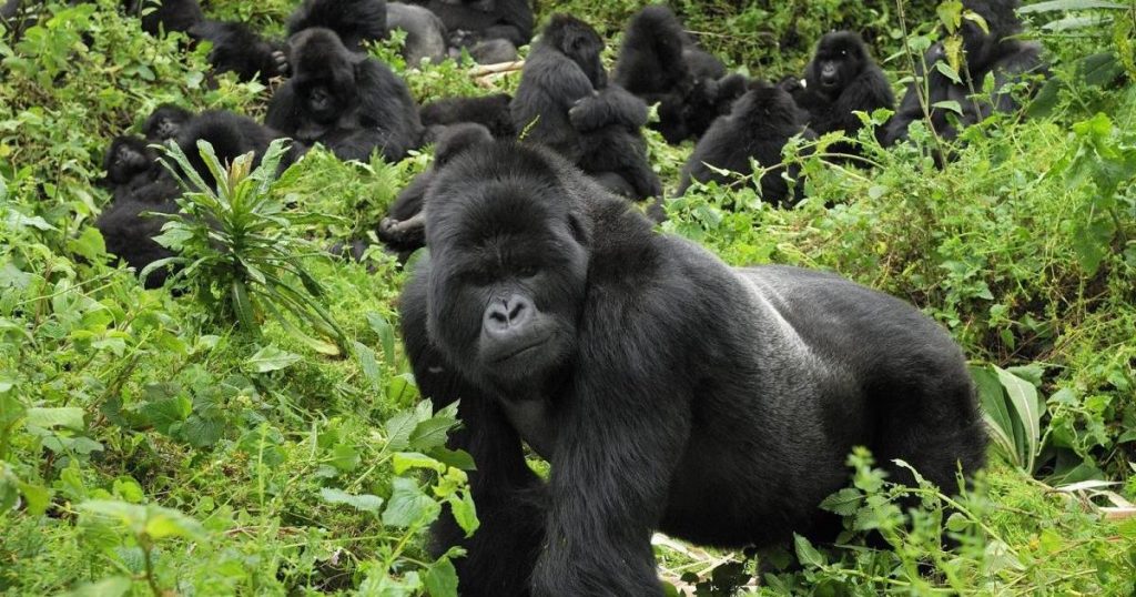 Most Popular Gorilla Trekking Tours in Uganda 2025-2026: Everything You Need to Know!