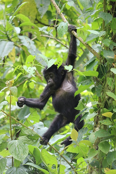 Best Rwanda Safari