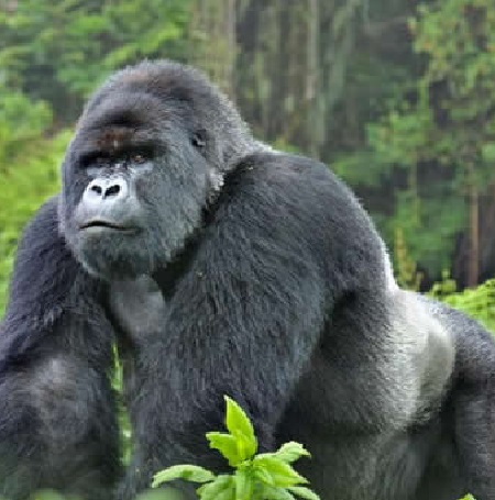 The most Ultimate guide about Gorilla Trekking Safari Packages 2024-2025 