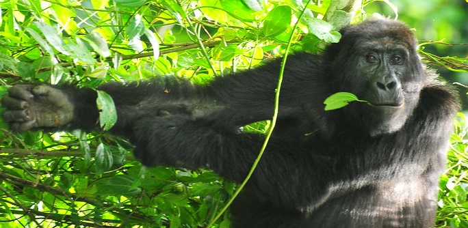 The most Ultimate guide about Gorilla Trekking Safari Packages 2025-2026  