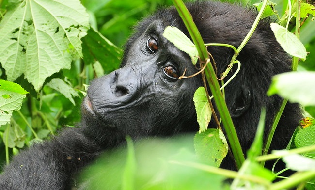 Tanzania Safari