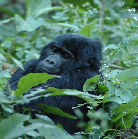 The best Gorilla Trekking Safari Packages in Uganda 2024-2025: Everything You Need to Know!