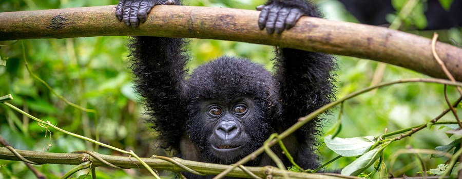 Gorilla Trekking Safari in Rwanda 2024-2025 : Everything You Need to Know 