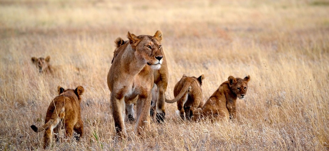 July 2026: Masai Mara Kenya Safari Holiday Group Joining Scheduled Departure Dates & Prices