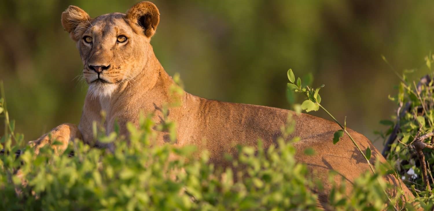 June 2026: Kenya Safari Trips Group Joining Scheduled Departure Dates & Prices