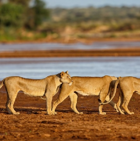 June 2026: Best Kenya Safari Group Joining Scheduled Departure Dates & Prices