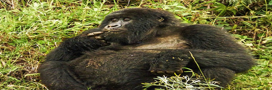 3 Days Holiday Boat Tour Karongi -Rwanda Natural Tours 3 days experience lake karongi vacation tour covid,Best time to go gorilla trekking