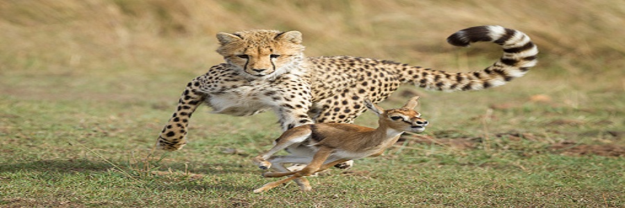 Kenya Luxury Safari Packages from Nairobi 2024-2025