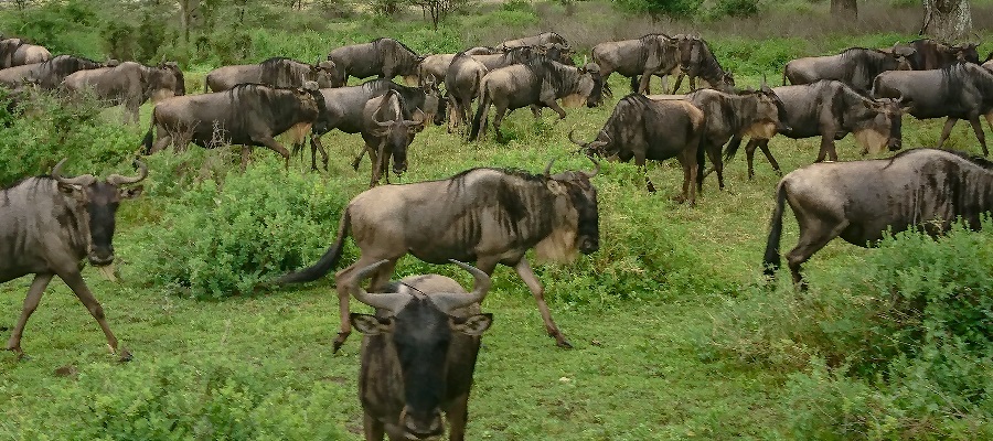 Masai Mara Safari Kenya