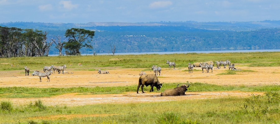 Masai Mara Safari Kenya