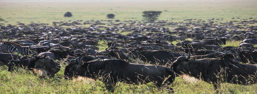 4-day Kenya safaris to Ngorongoro Cracter and  Serengeti (2nights)