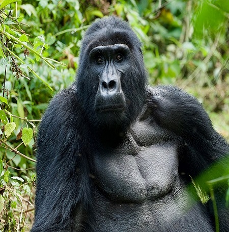 6 days Rwanda Wildlife and Gorilla Trekking Safari in 2025, 2026, and 2027