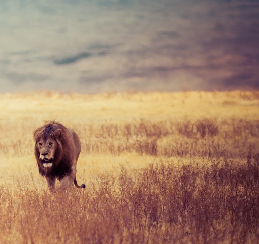 Manyara National Park