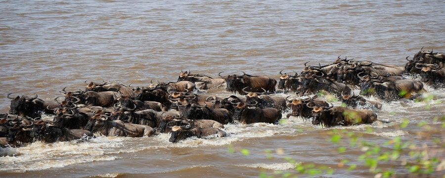 The Best Time To See Serengeti Wildebeest Migration River Crossing For