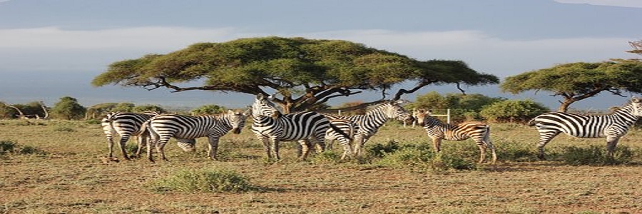 The Best Kenya Private Safari Packages 2025 / 2026