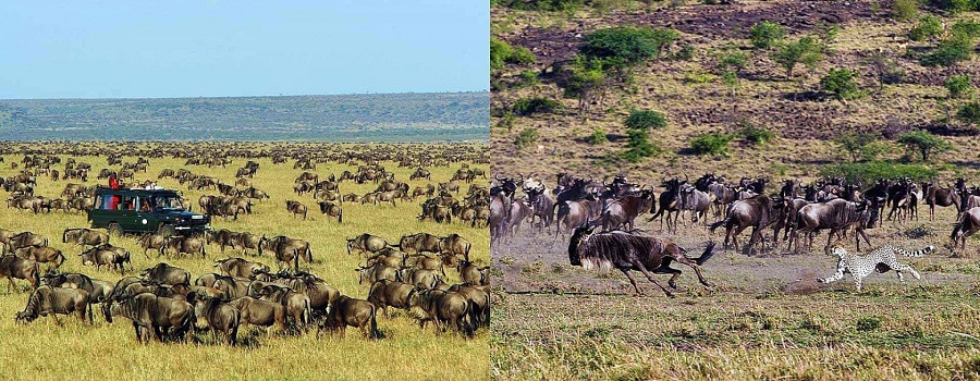 4 Days Masai Mara Safari: 2024, 2025, & 2026 Itinerary Package & Price: Masai Mara migration safari