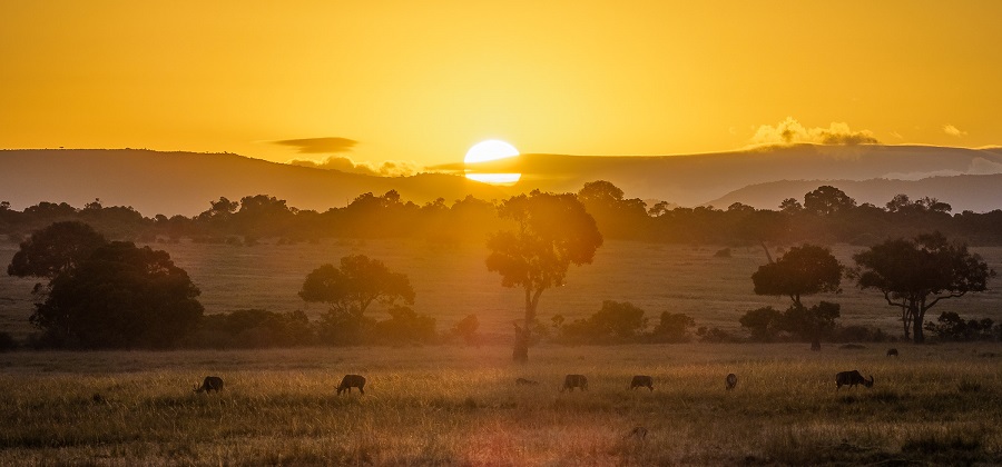 Today's Latest News on the Top Best Masai Mara Safari from Nairobi in 2025-2026 