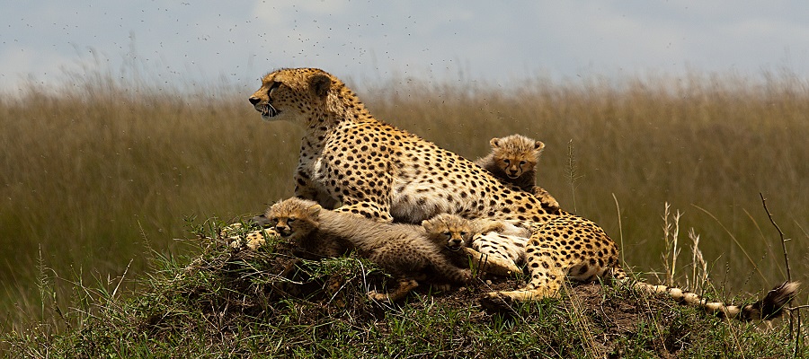 4-day Kenya safaris to Ngorongoro Cracter and  Serengeti (2nights)