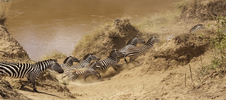 Today's Latest News on the Top Best Masai Mara Safari from Nairobi in 2025-2026