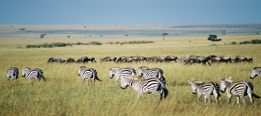 Masai Mara Safari