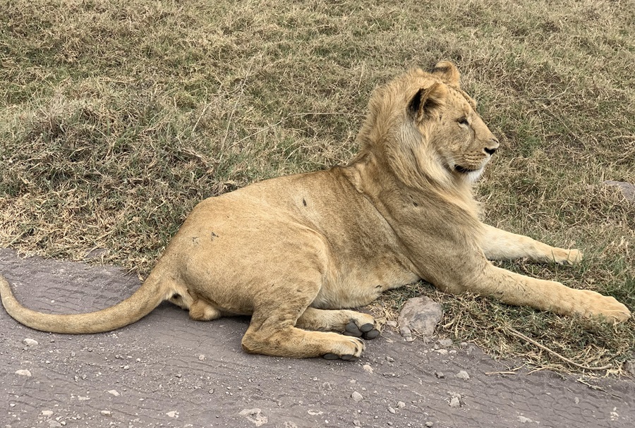 Mejor Momento para Visitar el Serengeti 2025-2026