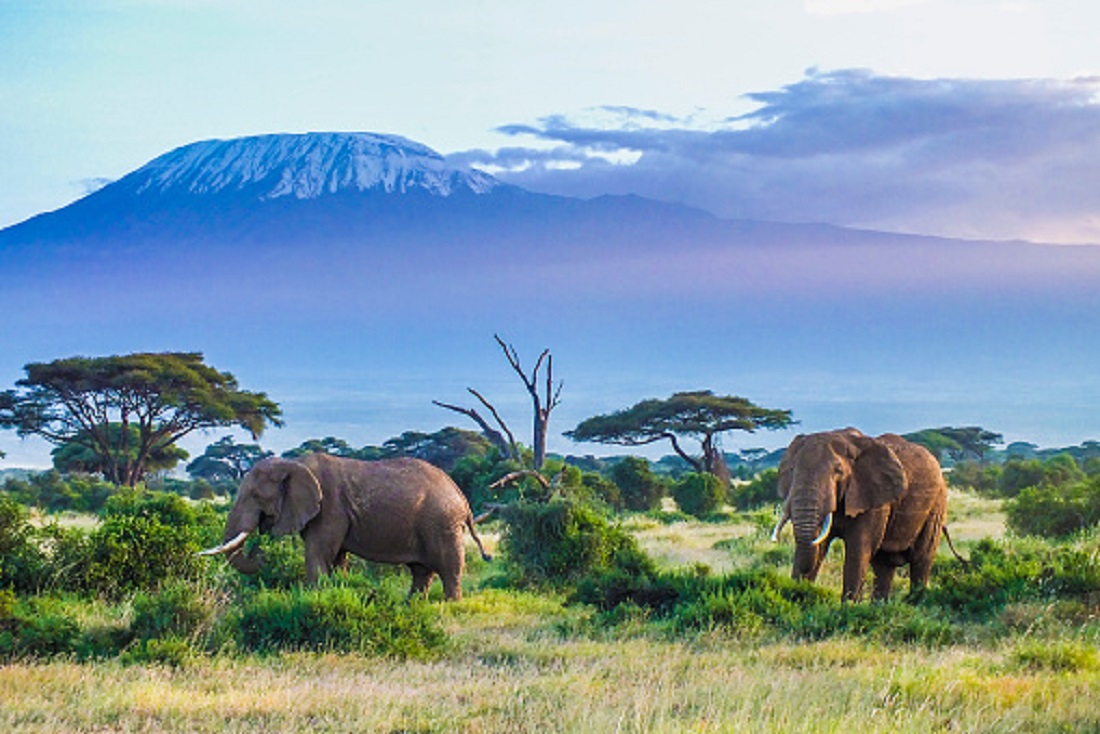 Kenya Safari Tours from Mombasa