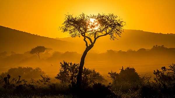 Kenya Safari Tours from Mombasa