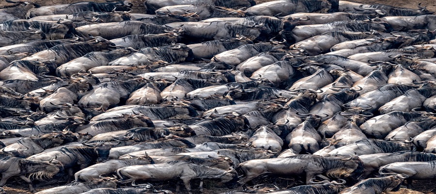 Masai Mara Migration