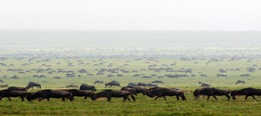 Masai Mara Migration