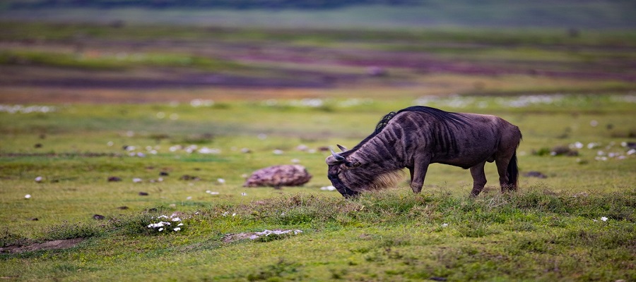 Tanzania Safari