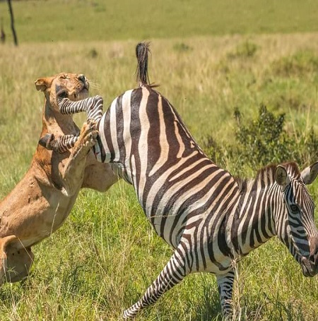 Best Serengeti Safari, Tanzania Group Joining Safari Tours & Departure Dates in October 2026