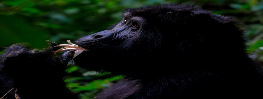 1 day rwanda gorilla trekking, gorilla trekking hotels cultural  tour covid,Best time to go gorilla trekking