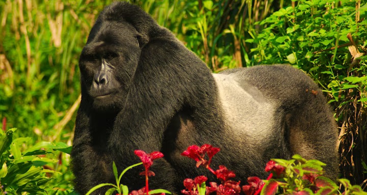 Prices for Gorilla Trekking Safari  Uganda 2025-2026: Everything You Need to Know!