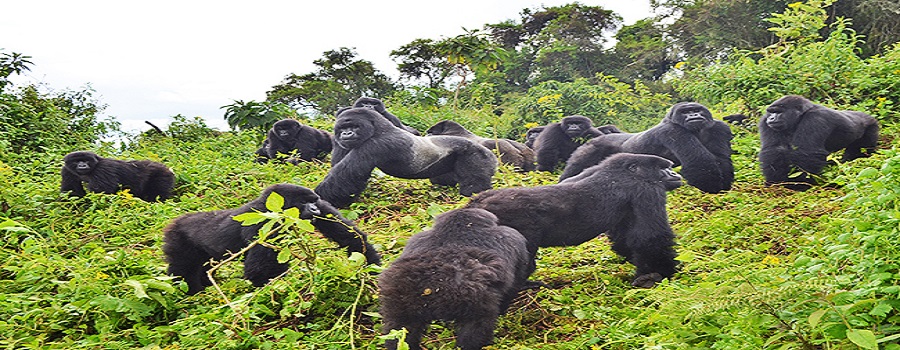 Rwanda safari