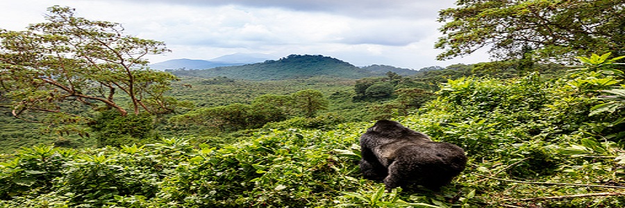 Rwanda Natural Tours Logo