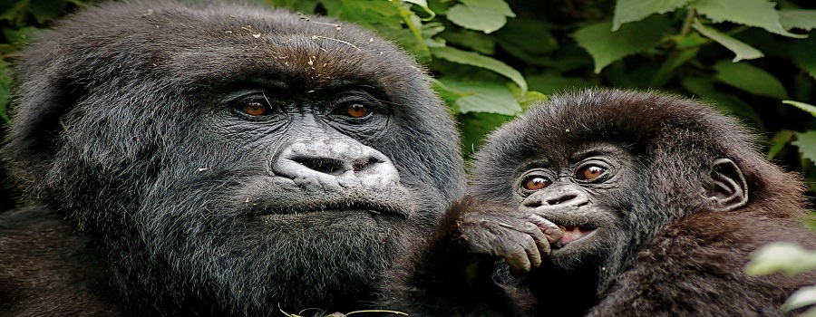 Best Rwanda Safari