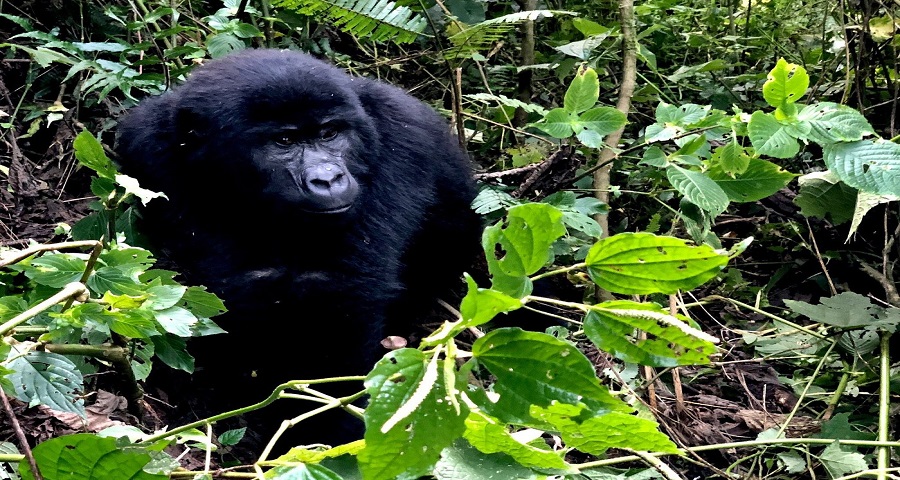 Rwanda family luxury safari Updates 2024-2025