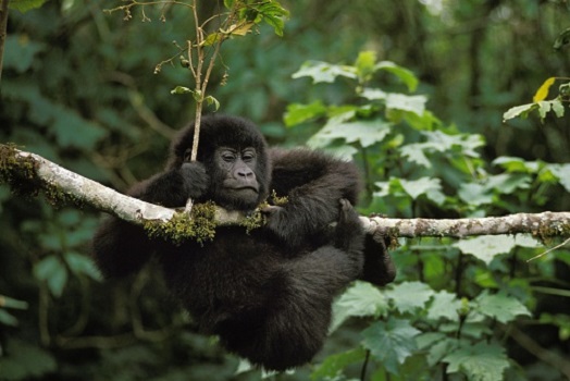 Best Rwanda Safari