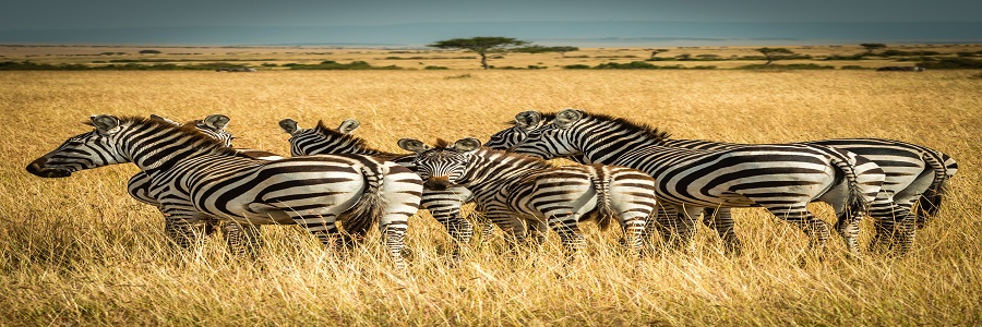 Kenya Tanzania safari packages cost, mountain kenya hiking itinerary 2022-2023