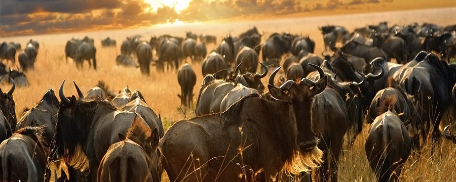 6 days 5 nights Serengeti wildebeest migration safari