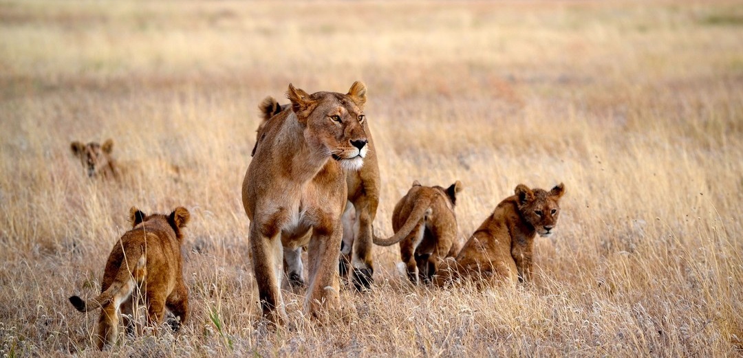 2-day an Epic Serengeti Safari Tour from Mwanza