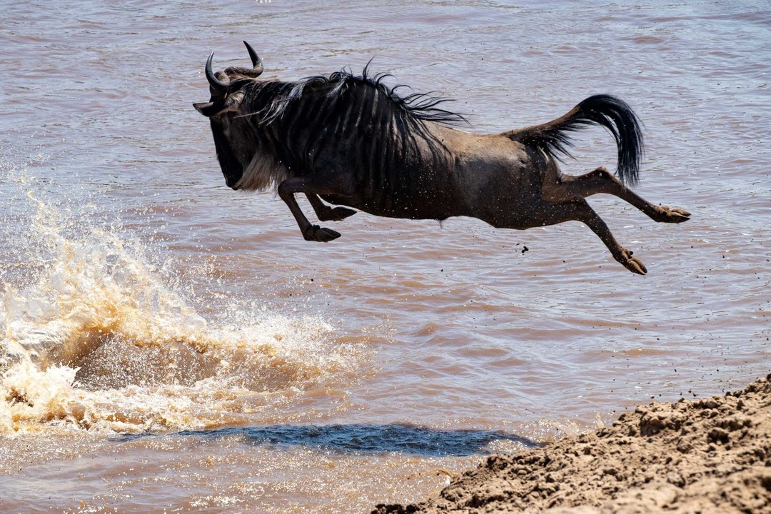 The Great Serengeti Wildebeest Migration Safari 2025-2026